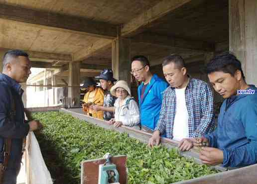 勐海茶叶：老班章茶业的专业领导者