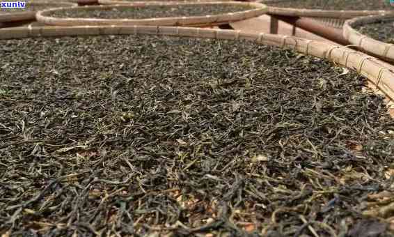 深入探究普洱茶的魅力：从生茶到熟茶的独特 *** 工艺流程