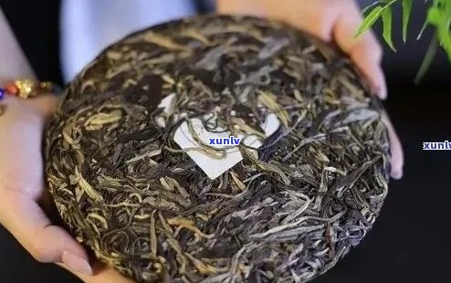 班章古树茶的独特口感和风味：一次全面的品鉴体验