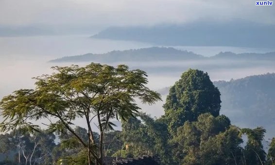 云南勐海原生态老班章：探索茶文化与自然美景的完美结合