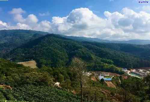 云南勐海原生态老班章：探索茶文化与自然美景的完美结合