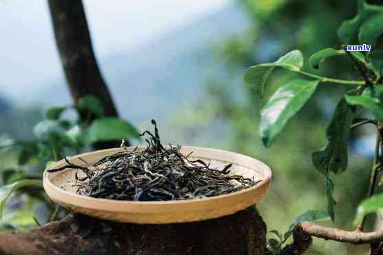 云南原生态古树普洱茶：滋味浓厚，回味悠长