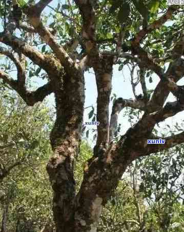 古树普洱茶的认定标准与年限：探究普洱茶树何时可被冠以古树之名