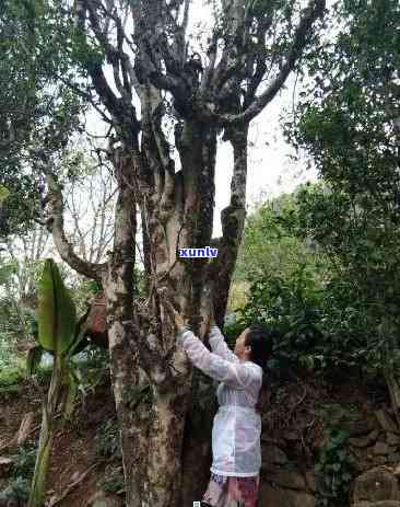 云南木茶与灌木茶的区别是什么？