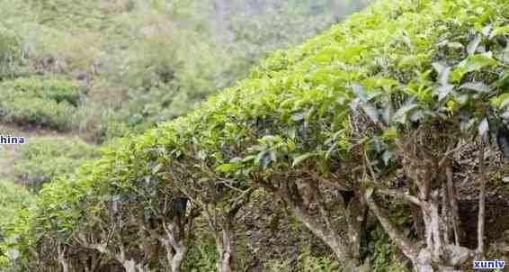 探究普洱茶树类型：木与灌木的差异及其对茶叶品质的影响