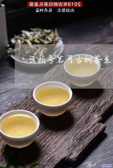 普洱云桢号茗月茶：品质、产地、 *** 工艺与口感的全面解析