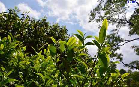 古树普洱茶：春茶与秋茶的风味比较