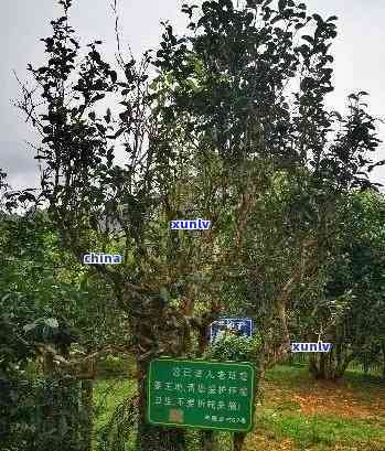 探索老班章茶产地的文化与历：一篇全面解析普洱茶产地的文章