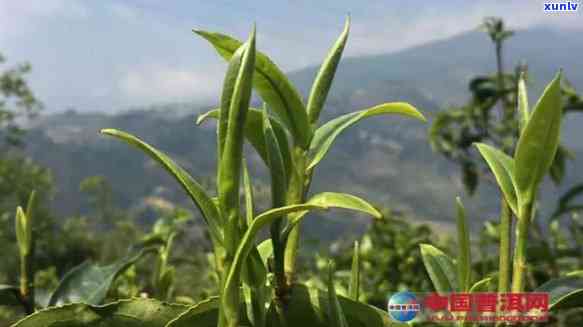 普洱头春茶与二春茶哪个好喝：区别与比较