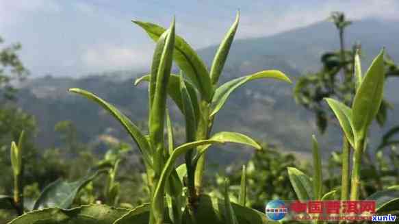 普洱头春茶与二春茶