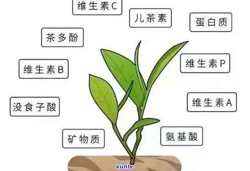 普洱茶五因子：全面解析与选购指南，助您轻松掌握优质茶叶的关键要素