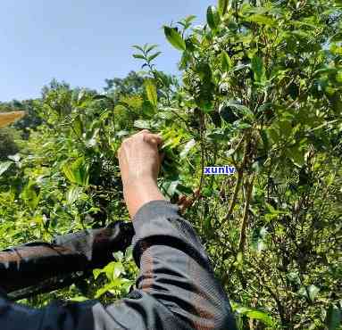 普洱几月份采摘新茶