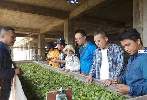 老班章古树普洱茶厂：勐海县茶文化传承之美