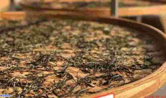 云南老班章大叶晒青茶：传统普洱茶叶的魅力与传承