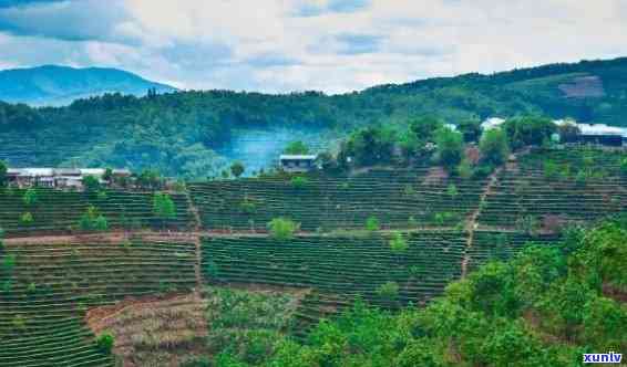 西双版纳老班章茶园：探访世界顶级普洱茶产地，感受茶园文化与茶叶魅力