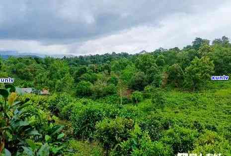 西双版纳老班章茶园：探访世界顶级普洱茶产地，感受茶园文化与茶叶魅力