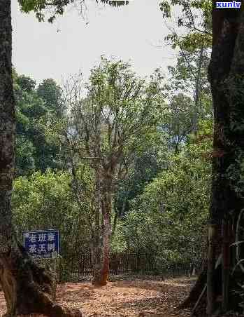 西双版纳老班章茶园：探访世界顶级普洱茶产地，感受茶园文化与茶叶魅力