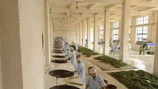 老班章古树茶厂：勐海县普洱茶行业的佼佼者