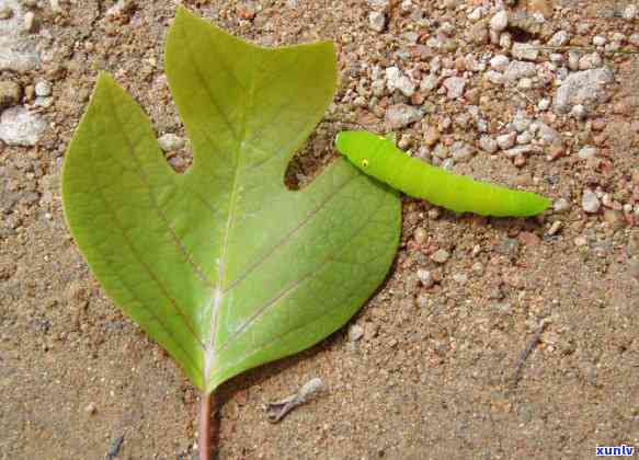 长有钻石和翡翠般光泽的毛毛虫生物是什么？如何识别和处理它们？