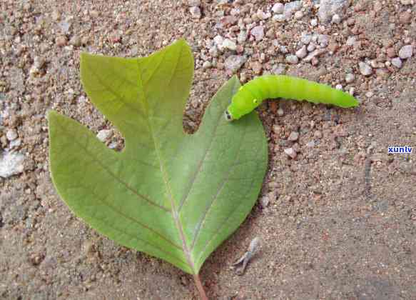 长有钻石和翡翠般光泽的毛毛虫生物是什么？如何识别和处理它们？