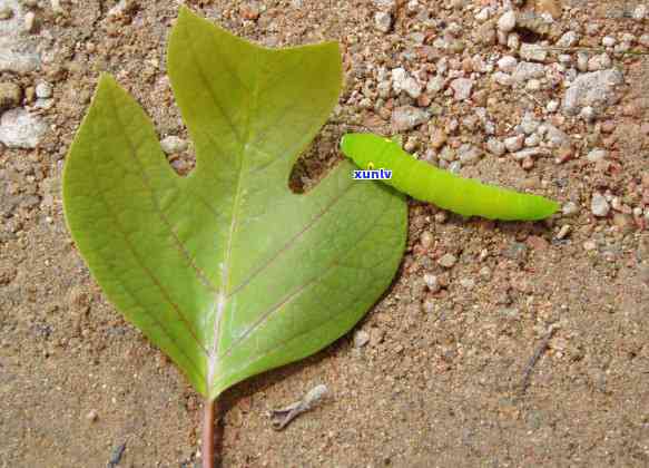 长有钻石和翡翠般光泽的毛毛虫生物是什么？如何识别和处理它们？