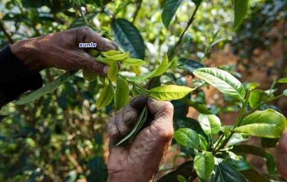 从茶园到杯中的普洱古树茶：全面了解加工过程与品质影响因素