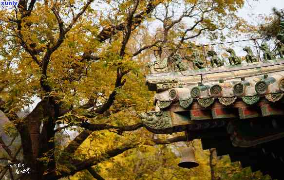 北京潭柘寺帝王树：古老茶树与寺庙文化的完美结合