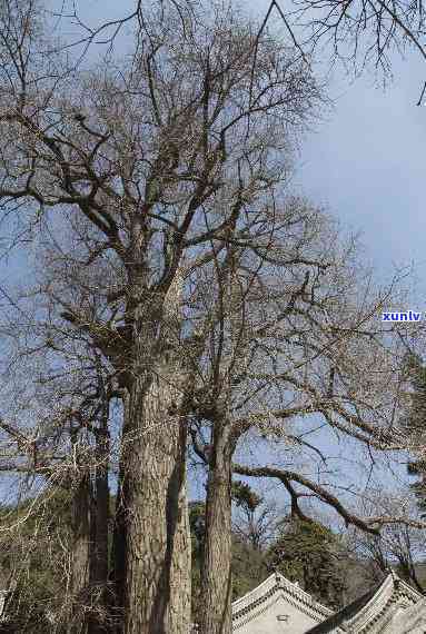 北京潭柘寺帝王树：古老茶树与寺庙文化的完美结合