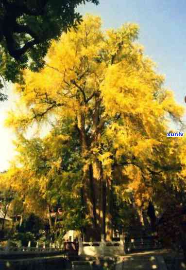 北京门头沟潭柘寺帝王树的岁月：一银杏传奇的历