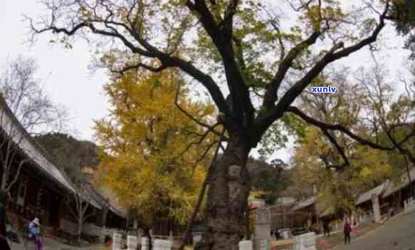 北京门头沟潭柘寺帝王树的岁月：一银杏传奇的历