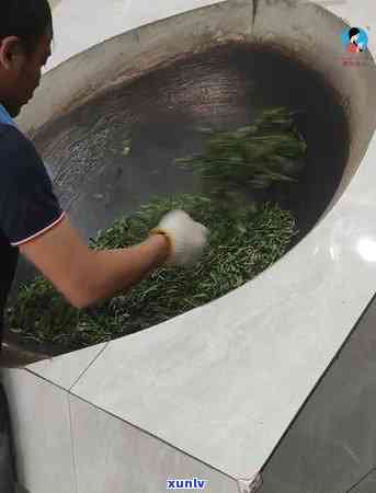 老班章和曼松的区别：品鉴普洱茶的重要指南