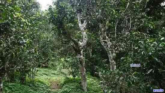 '老班章茶在哪个茶山，老班章属于哪个茶山'