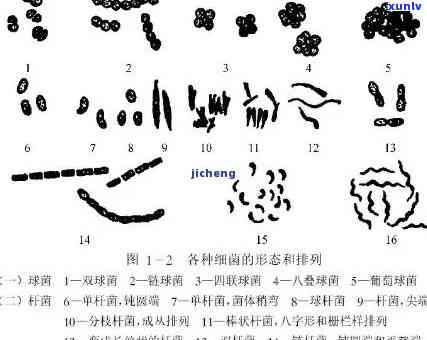 '普洱茶芽孢概述及食用安全性'