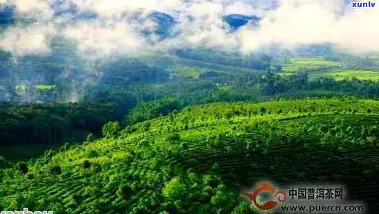 云南普洱茶四大名山头贡茶产地之旅：探寻古树茶的魅力与秘境