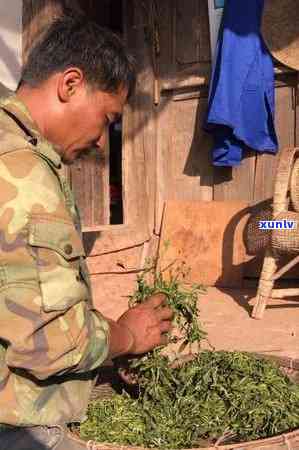 普洱海塘古树茶特点与价值：探究海塘普洱茶的独特魅力