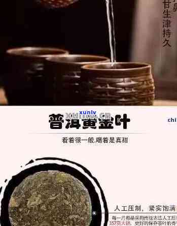 普洱黄金叶茶的特点