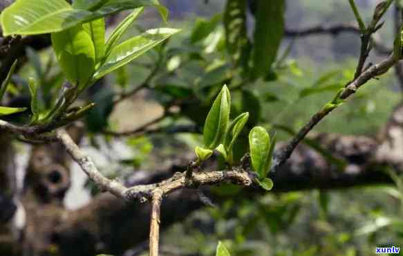 探秘普洱古树春芽：品种、品质、功效及泡茶技巧一网打尽