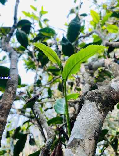 普洱春茶古树茶特点