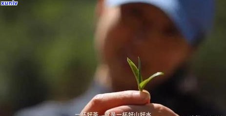 普洱茶散茶的品质特点：条索粗壮肥大、色泽褐红，同时还需关注哪些因素？