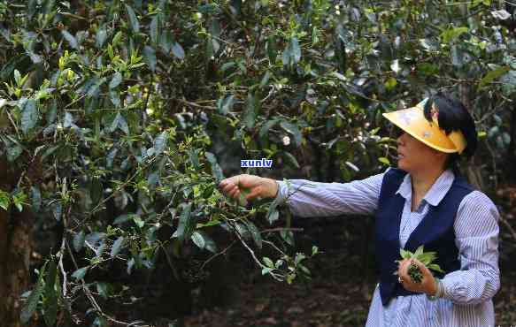 新 老班章茶园的春日漫步：时间在普洱茶叶采摘中的故事