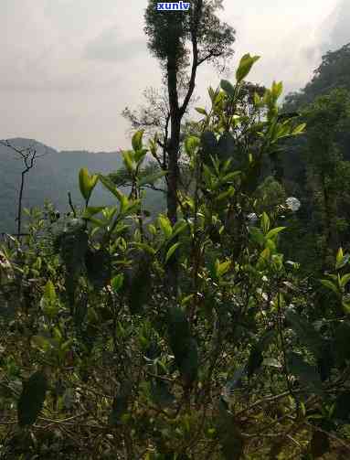 老班章天门山薄荷塘之旅：一难忘的体验