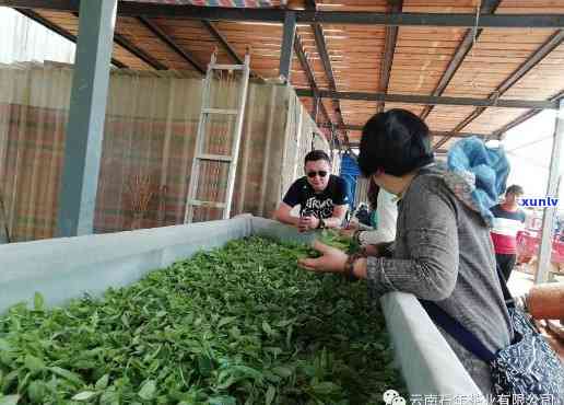 老班章木小景茶厂：品质越，历悠久的茶叶生产基地