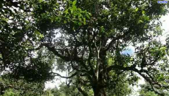 千年古茶树位于普洱