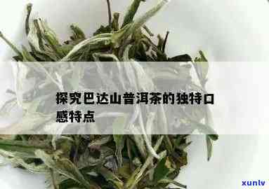 云南巴达山普洱茶价钱：了解每斤价格及口感特点，探究为何不受欢迎