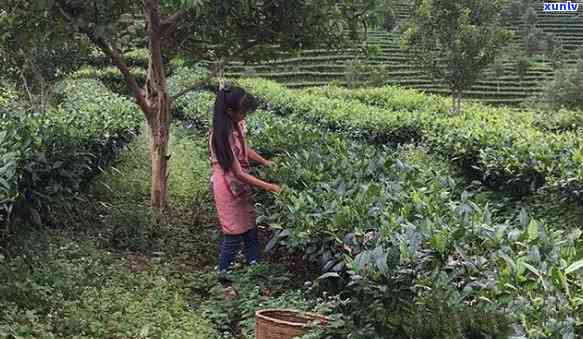 普洱台地茶叶面肥用：好处、适用性及正确的使用 *** 全面解析