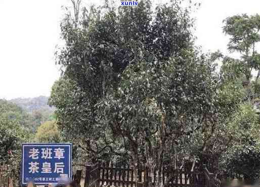 云南老班章：古树茶香，普洱茶王之争