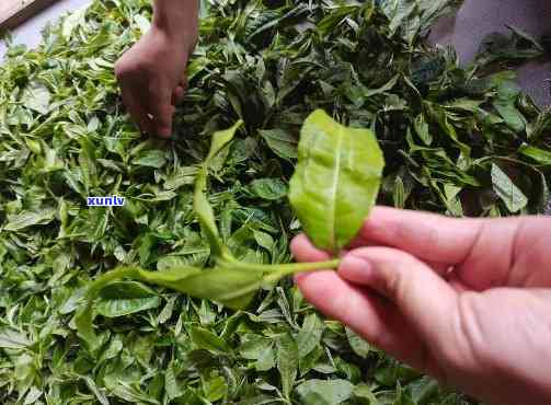 普洱芽茶的全解析：从产地、 *** 工艺到功效与冲泡 *** ，一篇解答所有疑问