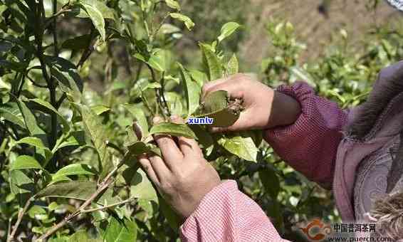 普洱春茶采摘的节及其影响因素：了解正确的采摘时间以获得品质