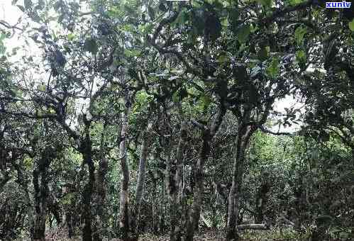 老班章古树茶大树茶：品种、产地、口感、功效及选购指南，一文详解