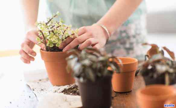 从钻石翡翠到盆栽换土：全面指南与注意事项，让您的植物茁壮成长